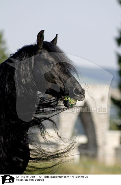 Friesen Hengst Portrait / frisian stallion portrait / NS-01060