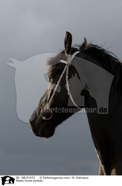 Friese Portrait / frisian horse portrait / NS-01072