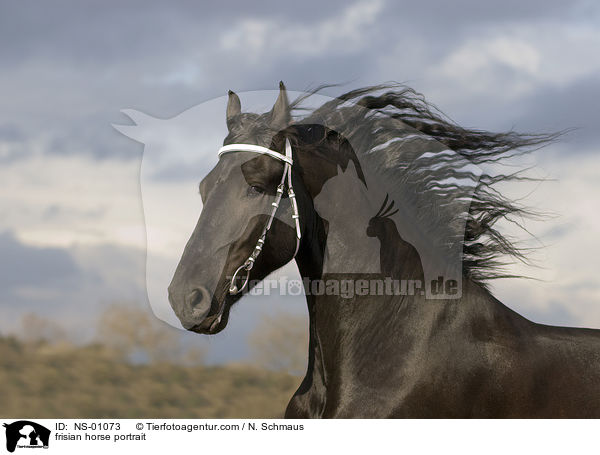 Friese Portrait / frisian horse portrait / NS-01073