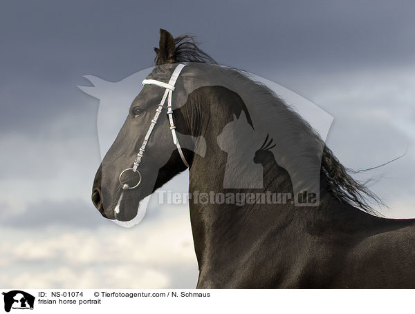 Friese Portrait / frisian horse portrait / NS-01074