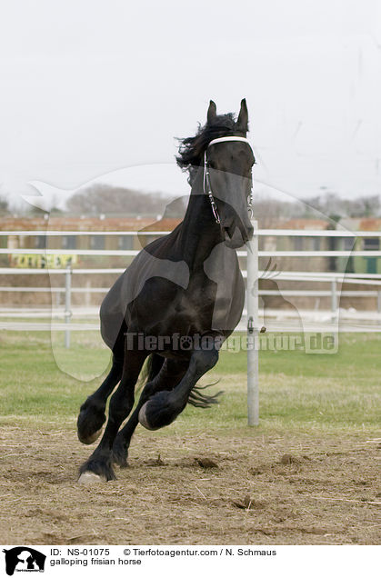 galloping frisian horse / NS-01075