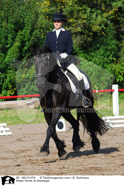 frisian horse at dressage / NS-01076