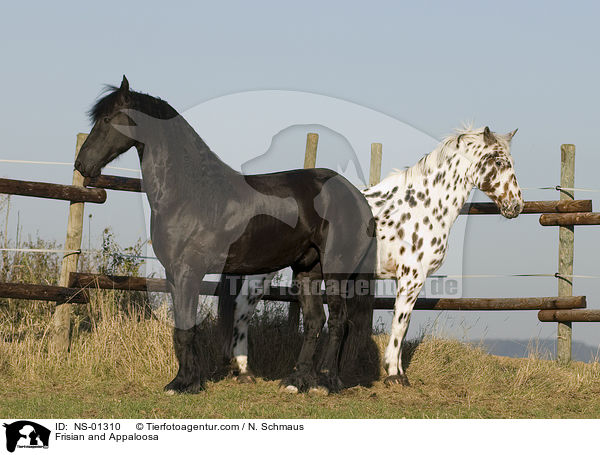 Frisian and Appaloosa / NS-01310