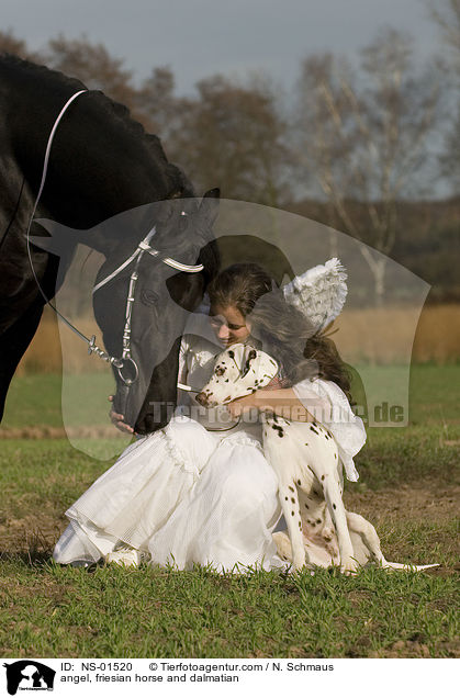 angel, friesian horse and dalmatian / NS-01520