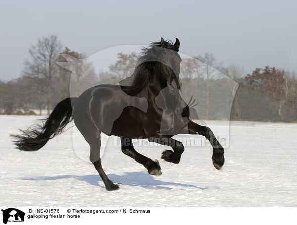 galloping friesian horse / NS-01576