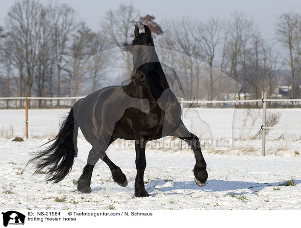 trotting friesian horse / NS-01584