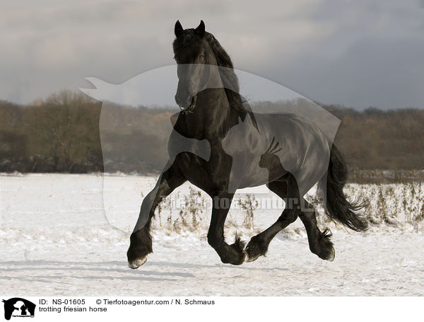 trabender Friese / trotting friesian horse / NS-01605