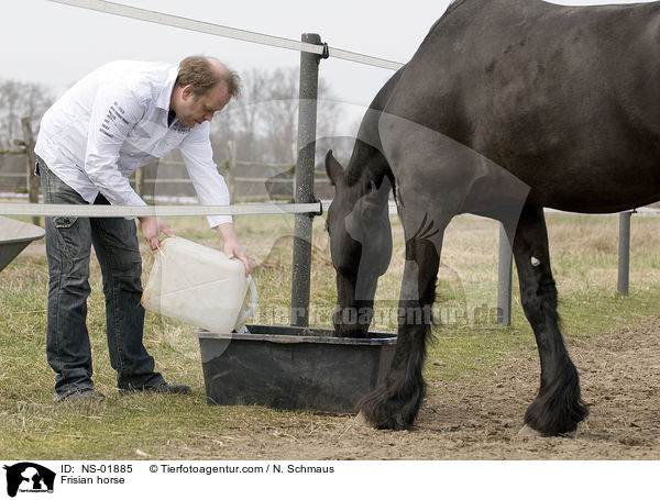 Friese / Frisian horse / NS-01885