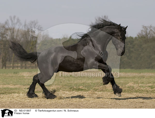 Frisian horse / NS-01887