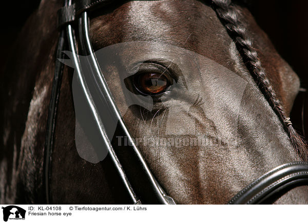 Friesen Auge / Friesian horse eye / KL-04108