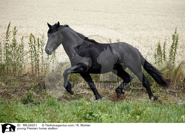 junger Friesenhengst / young Friesian horse stallion / RR-29201