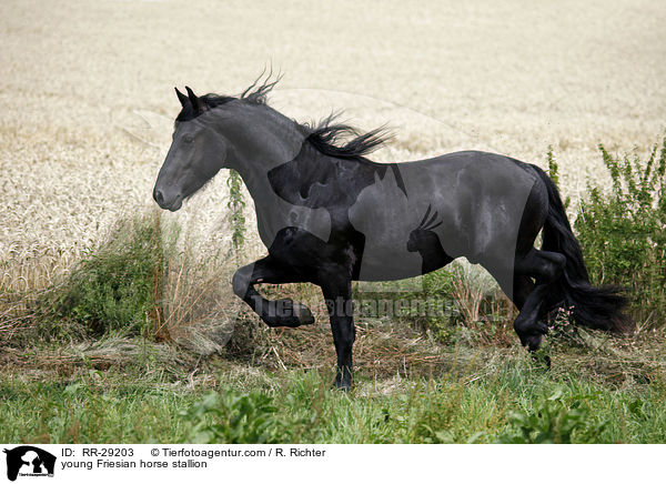 junger Friesenhengst / young Friesian horse stallion / RR-29203