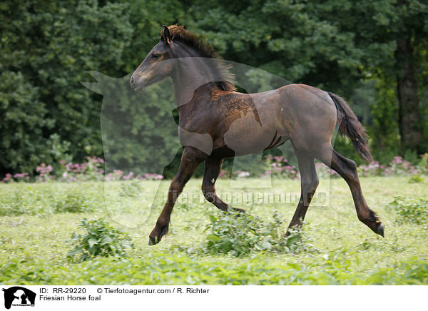 Friese Fohlen / Friesian Horse foal / RR-29220