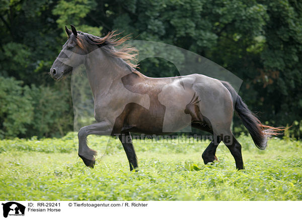 Friesian Horse / RR-29241