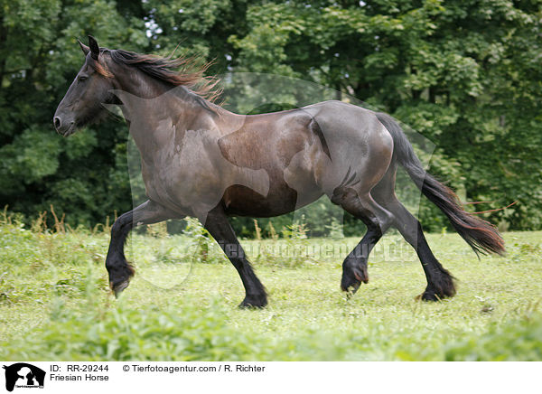 Friesian Horse / RR-29244