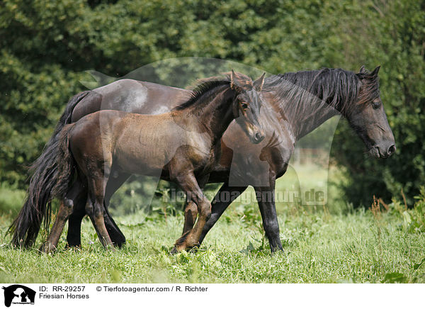 Friesian Horses / RR-29257