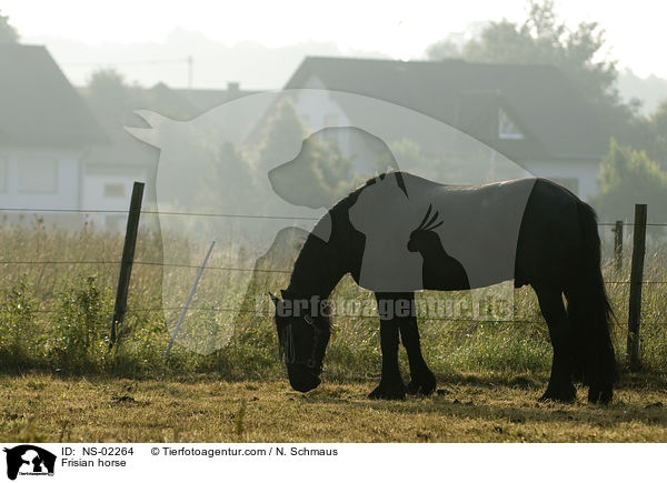 Friese / Frisian horse / NS-02264