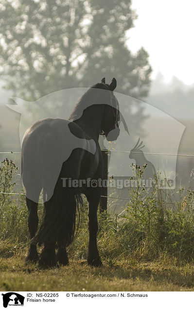 Frisian horse / NS-02265