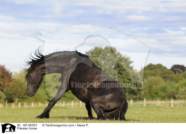 Friese / Friesian horse / AP-06551