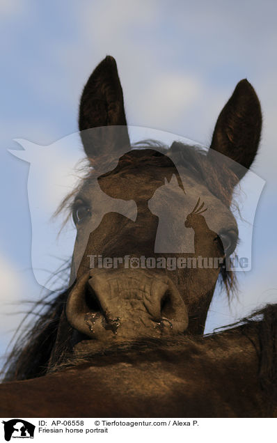 Friese Portrait / Friesian horse portrait / AP-06558