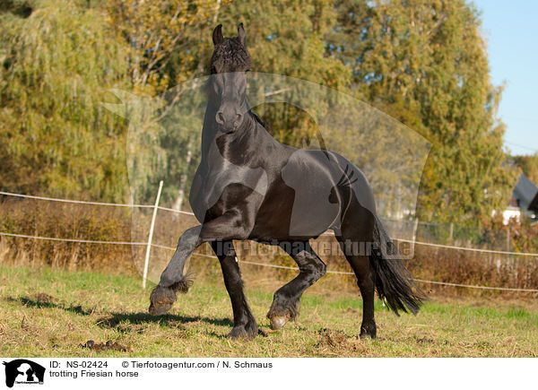 trabender Friese / trotting Friesian horse / NS-02424