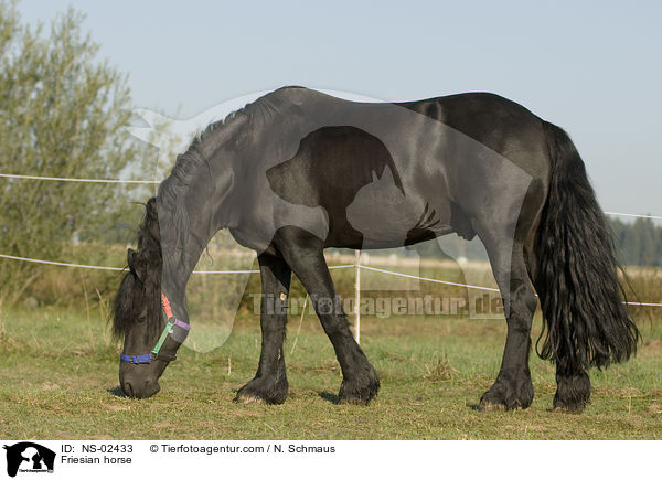 Friese / Friesian horse / NS-02433