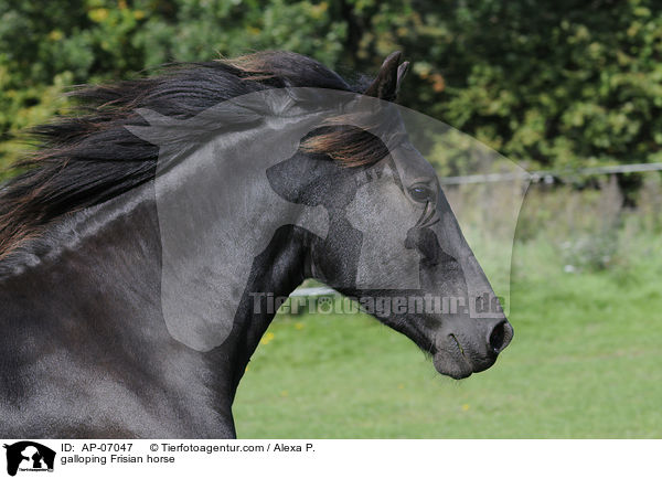 galoppierender Friese / galloping Frisian horse / AP-07047