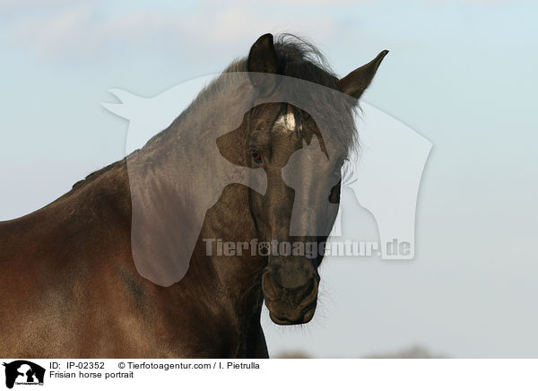Friese Portrait / Frisian horse portrait / IP-02352