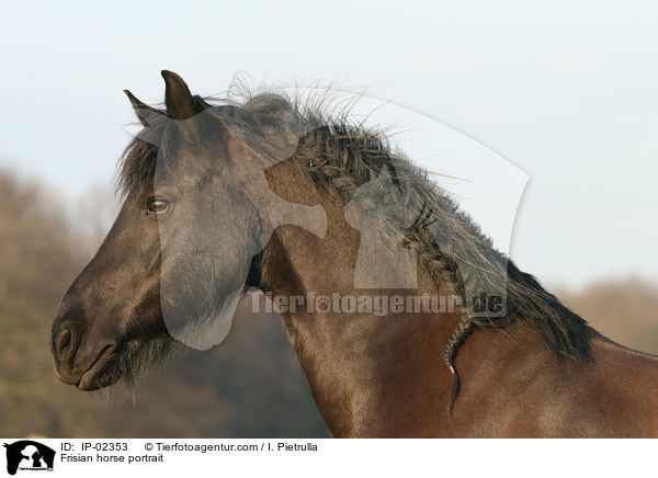 Friese Portrait / Frisian horse portrait / IP-02353