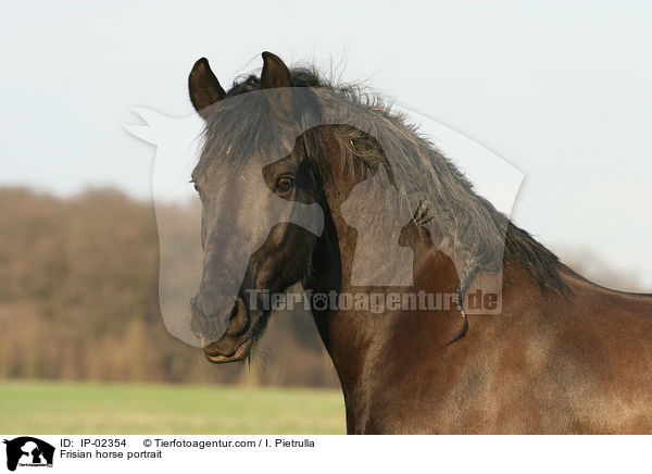 Friese Portrait / Frisian horse portrait / IP-02354