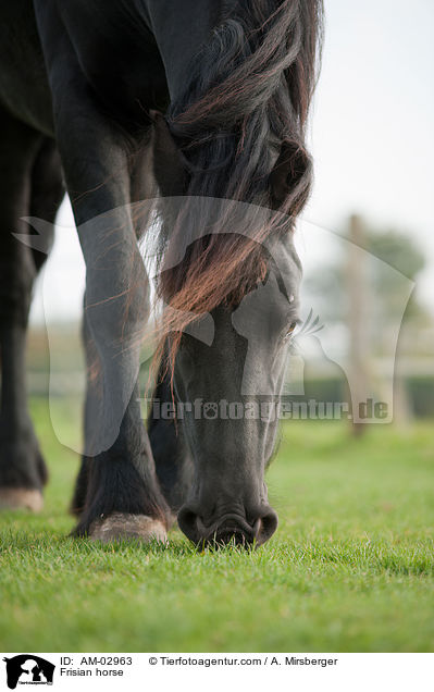 Friese / Frisian horse / AM-02963