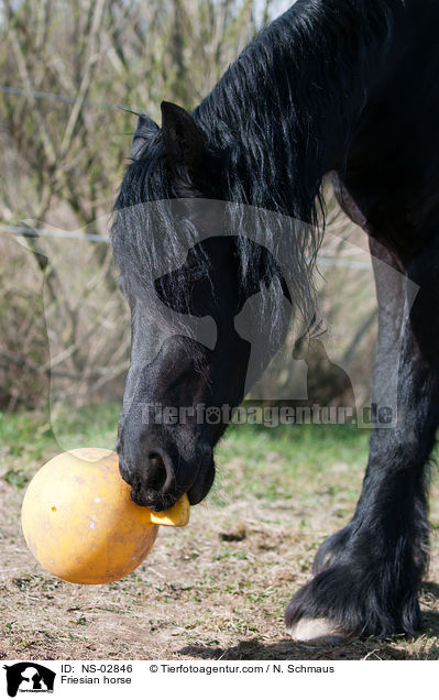 Friese / Friesian horse / NS-02846