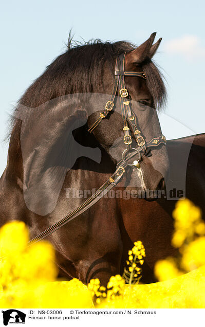 Friese Portrait / Friesian horse portrait / NS-03006