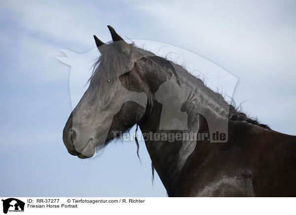 Friese Portrait / Friesian Horse Portrait / RR-37277