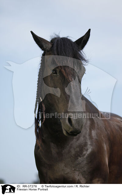 Friese Portrait / Friesian Horse Portrait / RR-37278