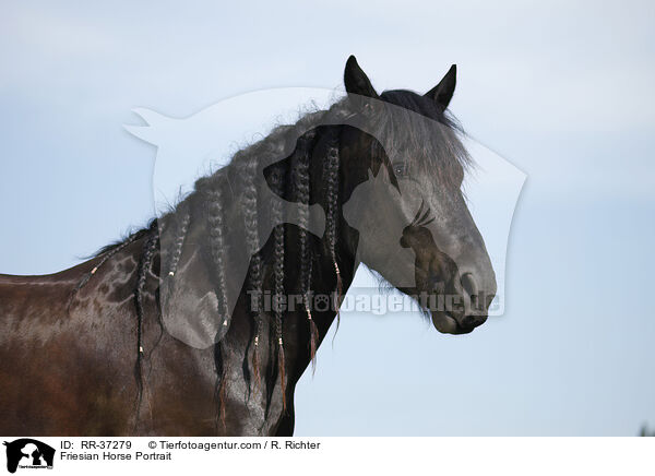 Friese Portrait / Friesian Horse Portrait / RR-37279