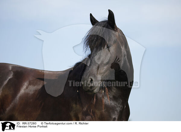 Friese Portrait / Friesian Horse Portrait / RR-37280