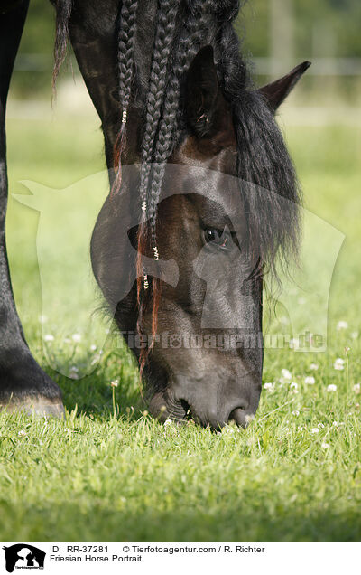 Friese Portrait / Friesian Horse Portrait / RR-37281