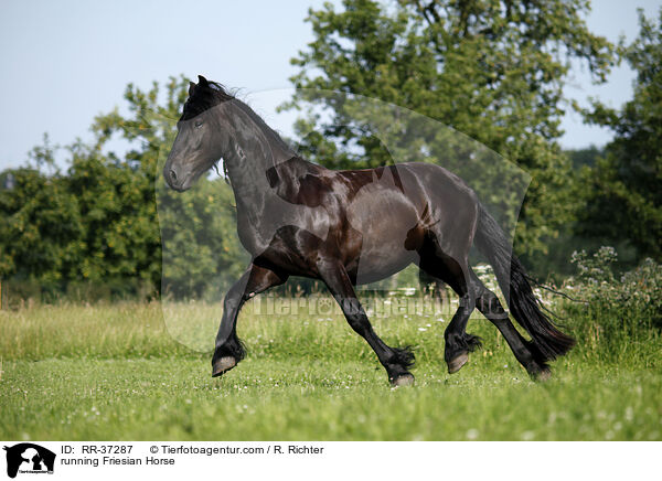 running Friesian Horse / RR-37287