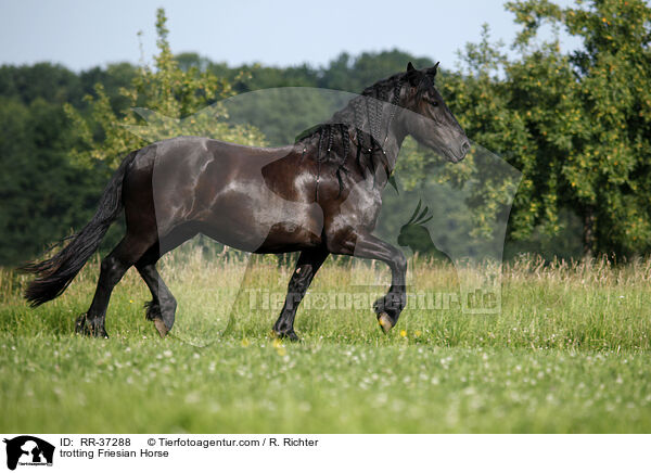 trotting Friesian Horse / RR-37288