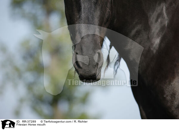 Friesian Horse mouth / RR-37289