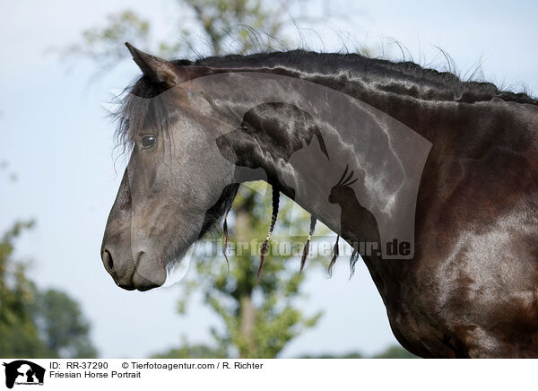 Friesian Horse Portrait / RR-37290