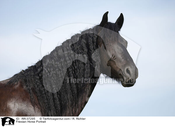 Friesian Horse Portrait / RR-37295