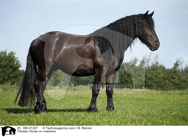 Friesian Horse on maedow / RR-37297