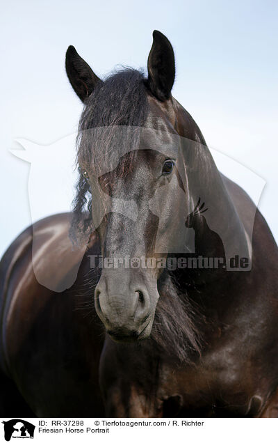 Friese Portrait / Friesian Horse Portrait / RR-37298