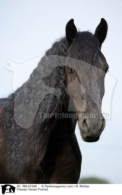 Friesian Horse Portrait / RR-37299