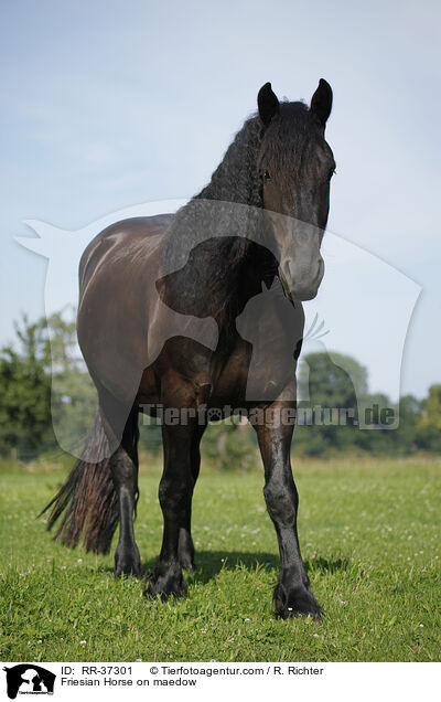 Friesian Horse on maedow / RR-37301