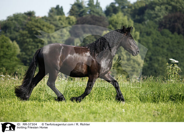 trotting Friesian Horse / RR-37304