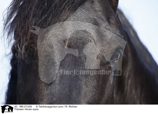 Friesian Horse eyes / RR-37308