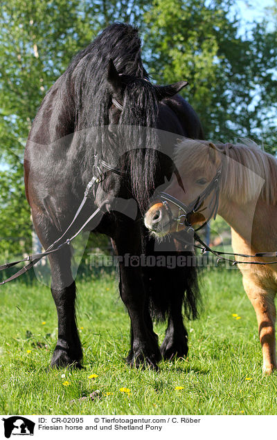 Friese und Shetland Pony / Friesian horse and und Shetland Pony / CR-02095